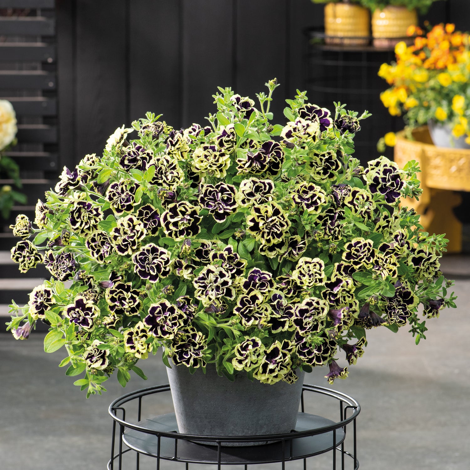 4 kpl Petunia ’Midnight Gold’