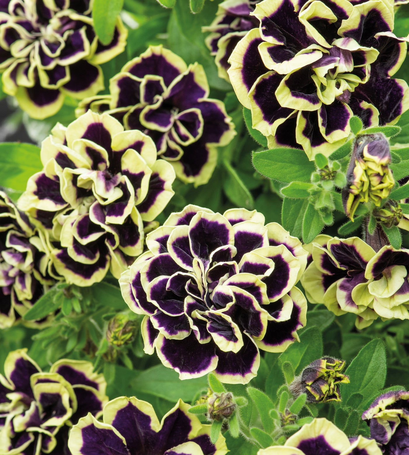 4 kpl Petunia ’Midnight Gold’