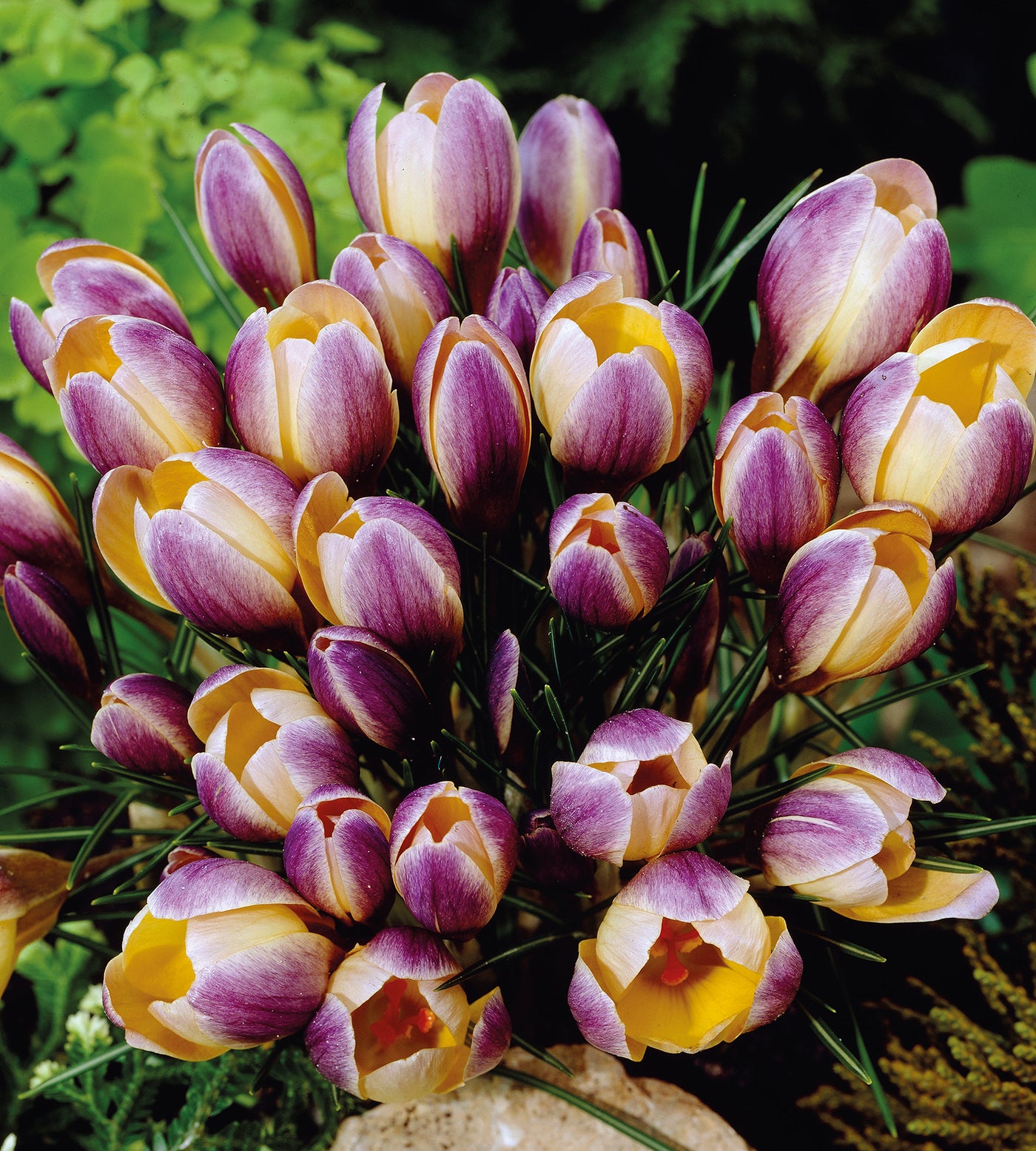 10 kpl Krookus 'Advance'