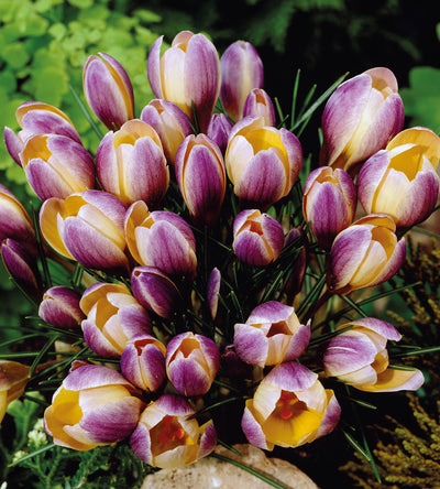 10 kpl Krookus 'Advance'