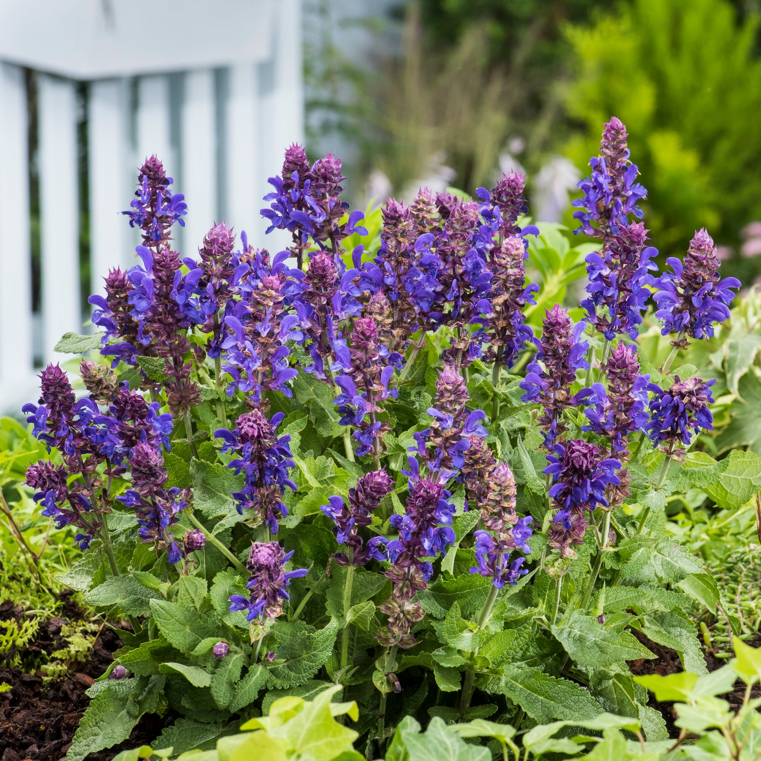 4 kpl Lehtosalvia ’Marvel Blue’