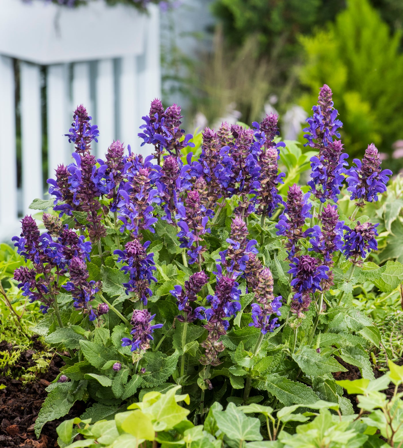 4 kpl Lehtosalvia ’Marvel Blue’