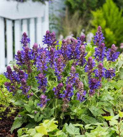 4 kpl Lehtosalvia ’Marvel Blue’