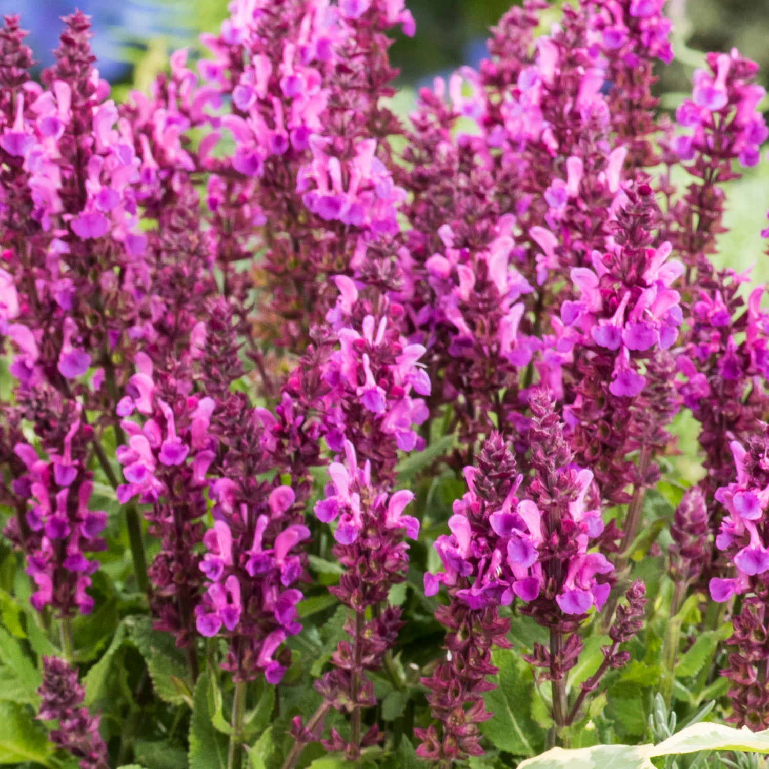 4 kpl Lehtosalvia ’Marvel Rose’
