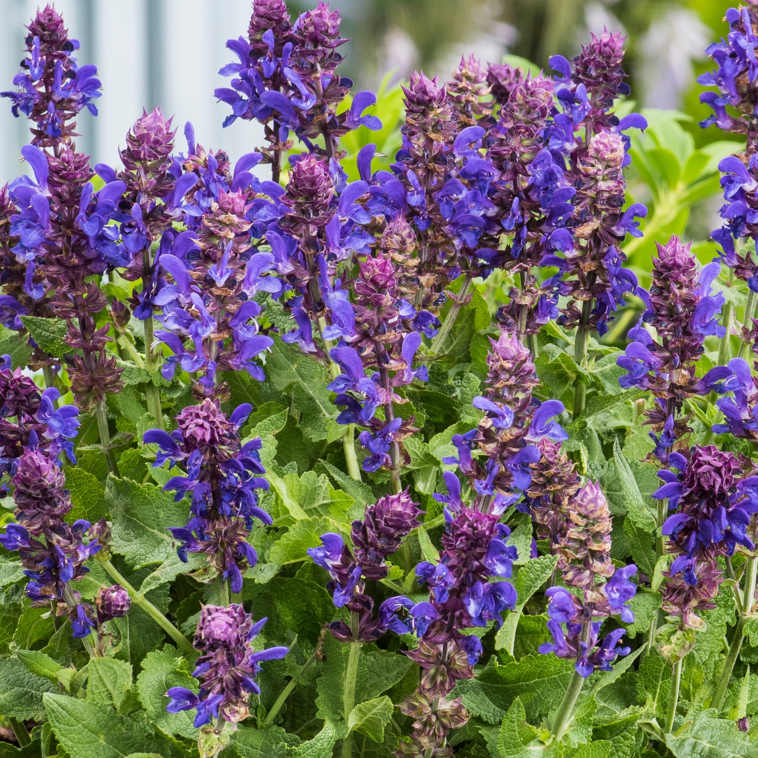 4 kpl Lehtosalvia ’Marvel Blue’