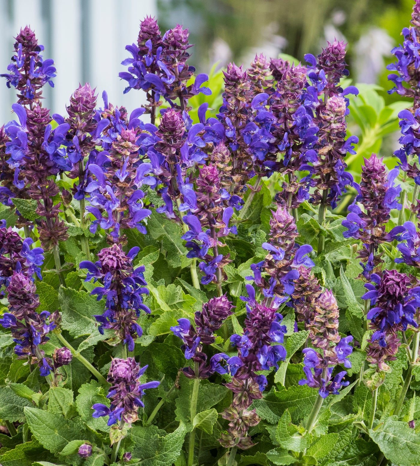 4 kpl Lehtosalvia ’Marvel Blue’