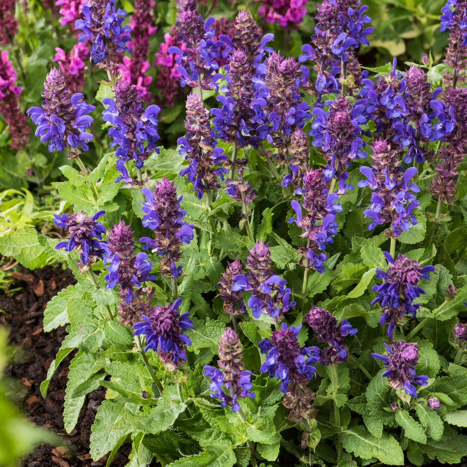 4 kpl Lehtosalvia ’Marvel Blue’