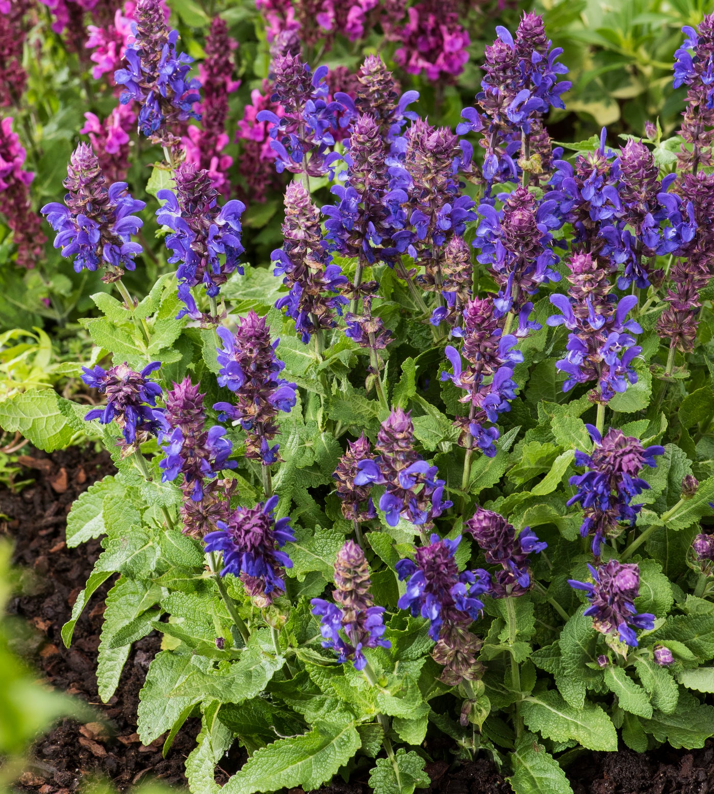 4 kpl Lehtosalvia ’Marvel Blue’