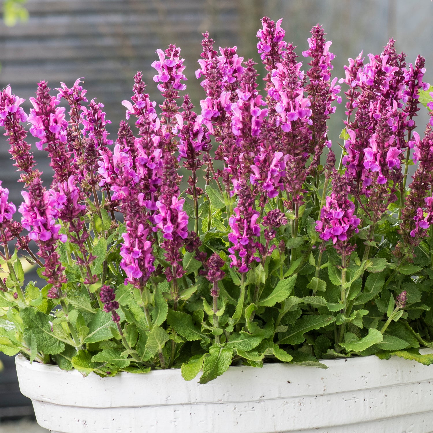 4 kpl Lehtosalvia ’Marvel Rose’