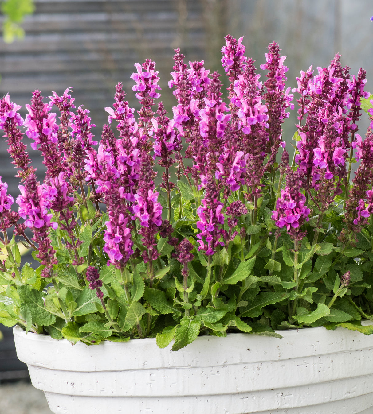 4 kpl Lehtosalvia ’Marvel Rose’