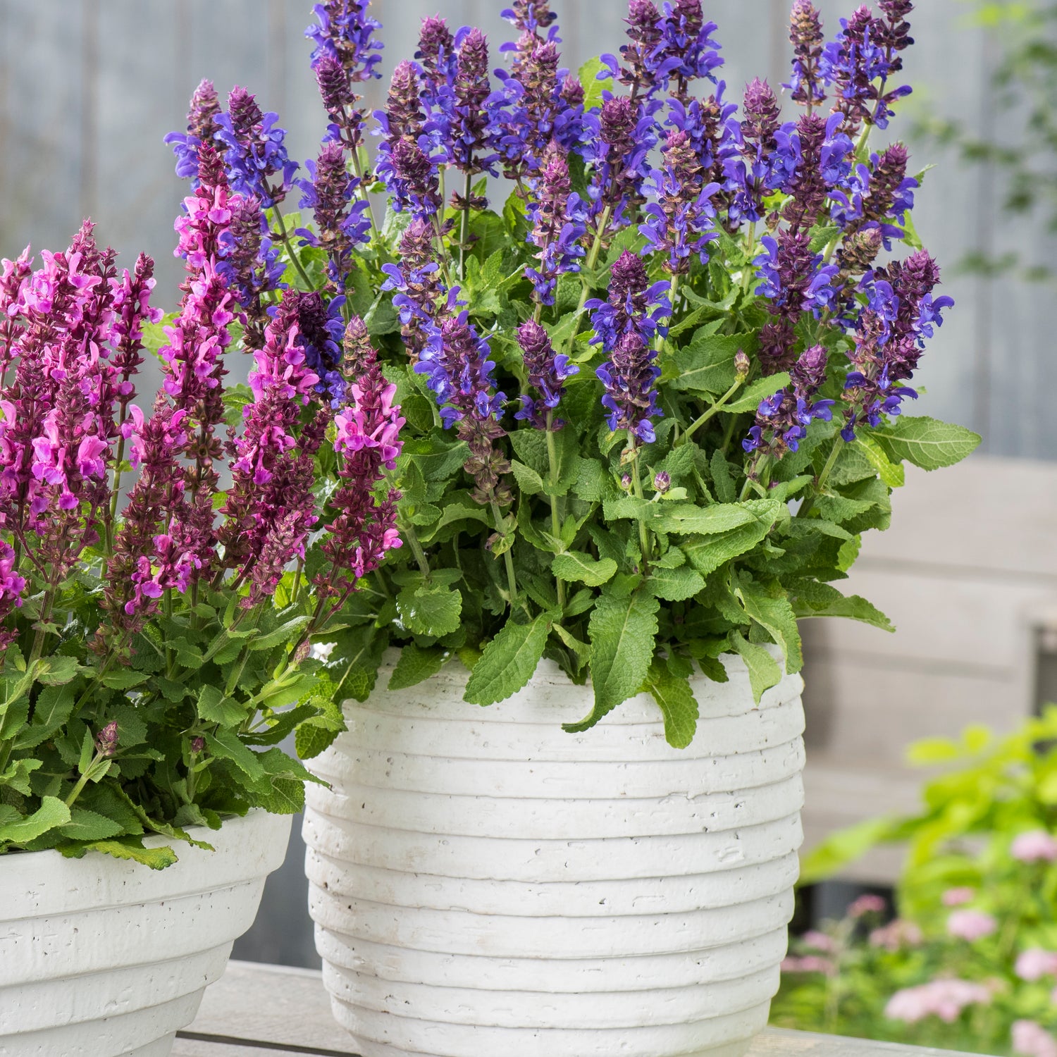 4 kpl Lehtosalvia ’Marvel Blue’