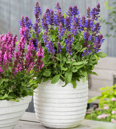 4 kpl Lehtosalvia ’Marvel Blue’