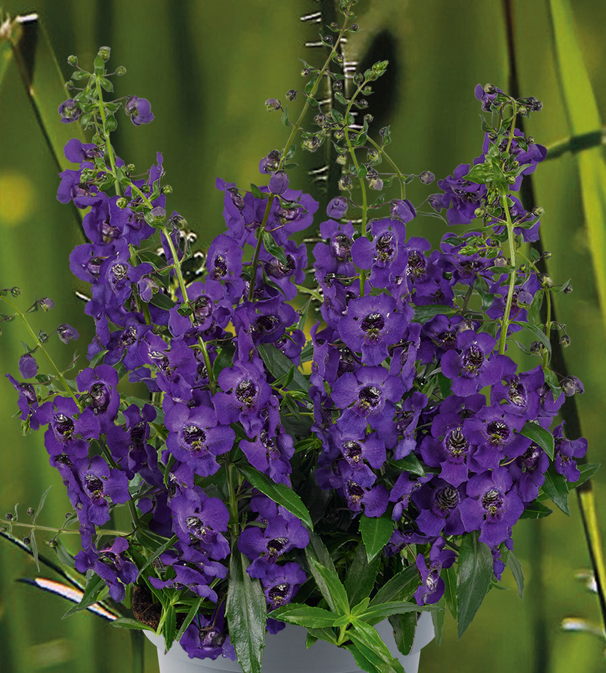 4 kpl Enkelinkukka ’Dark Purple’
