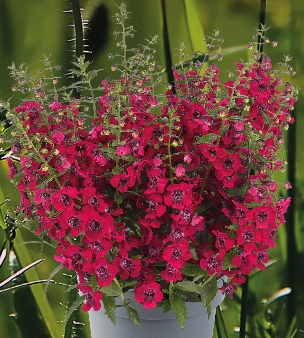4 kpl Enkelinkukka ’Cherry Red’