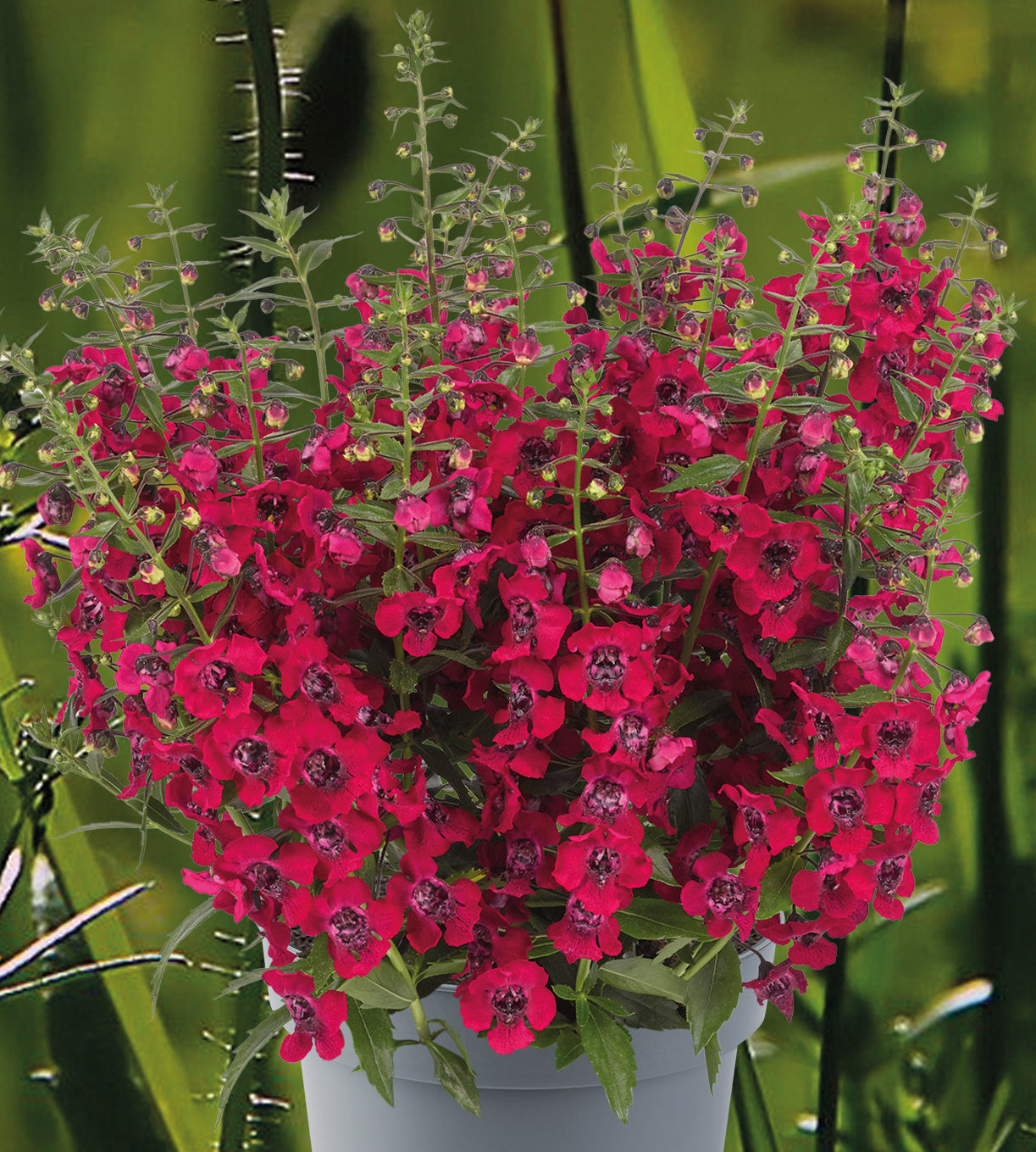 4 kpl Enkelinkukka ’Cherry Red’