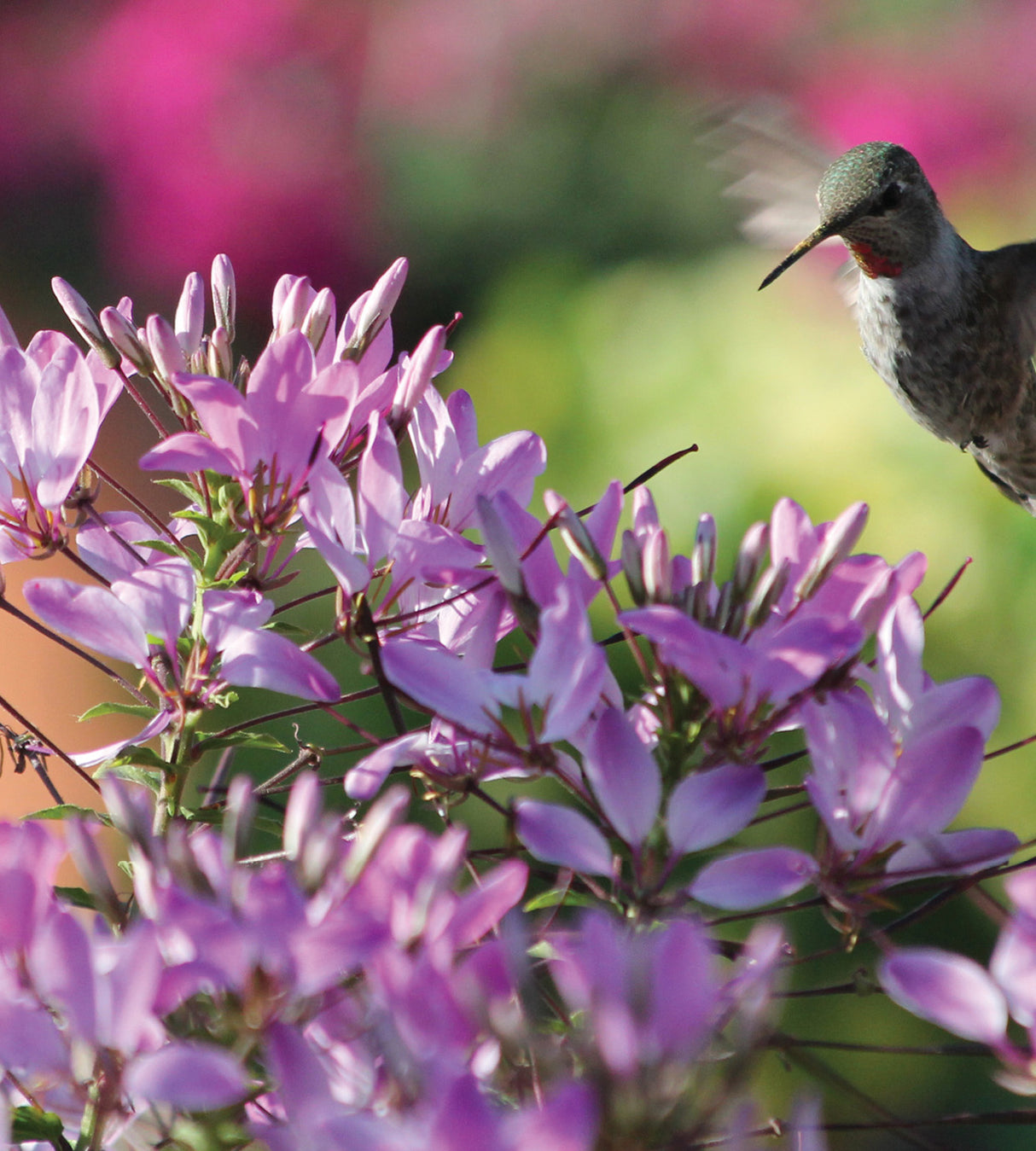 3 kpl Hämähäkkikukka ’Clio Magenta’