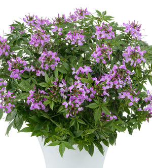 3 kpl Hämähäkkikukka ’Clio Magenta’
