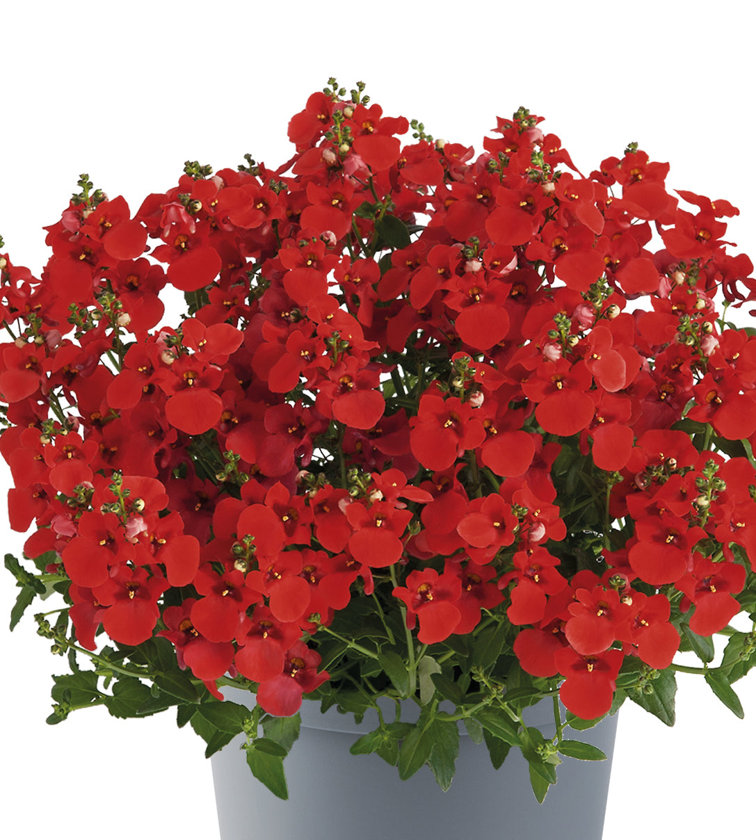 5 kpl Amppelidiana 'Juliet Red'