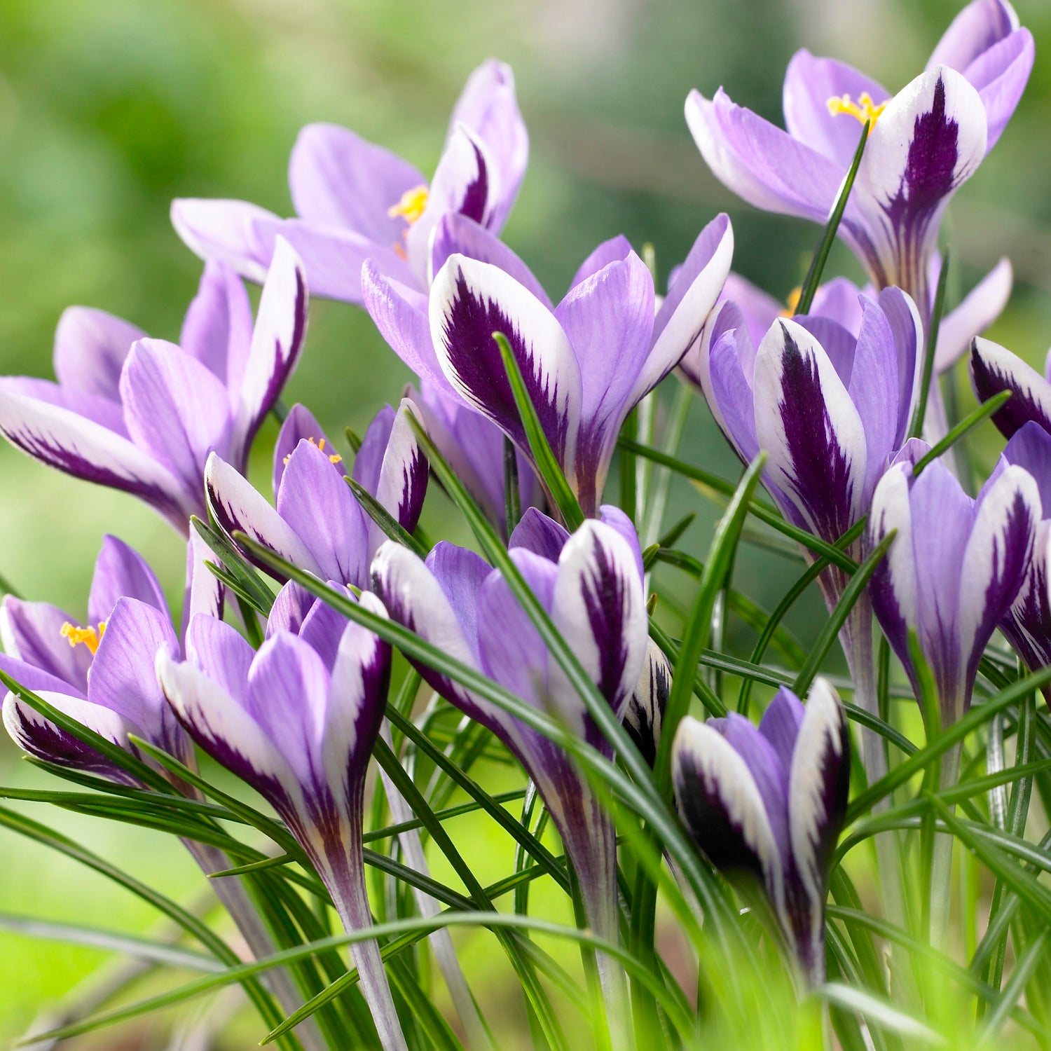 10 kpl Krookus 'Spring Beauty'