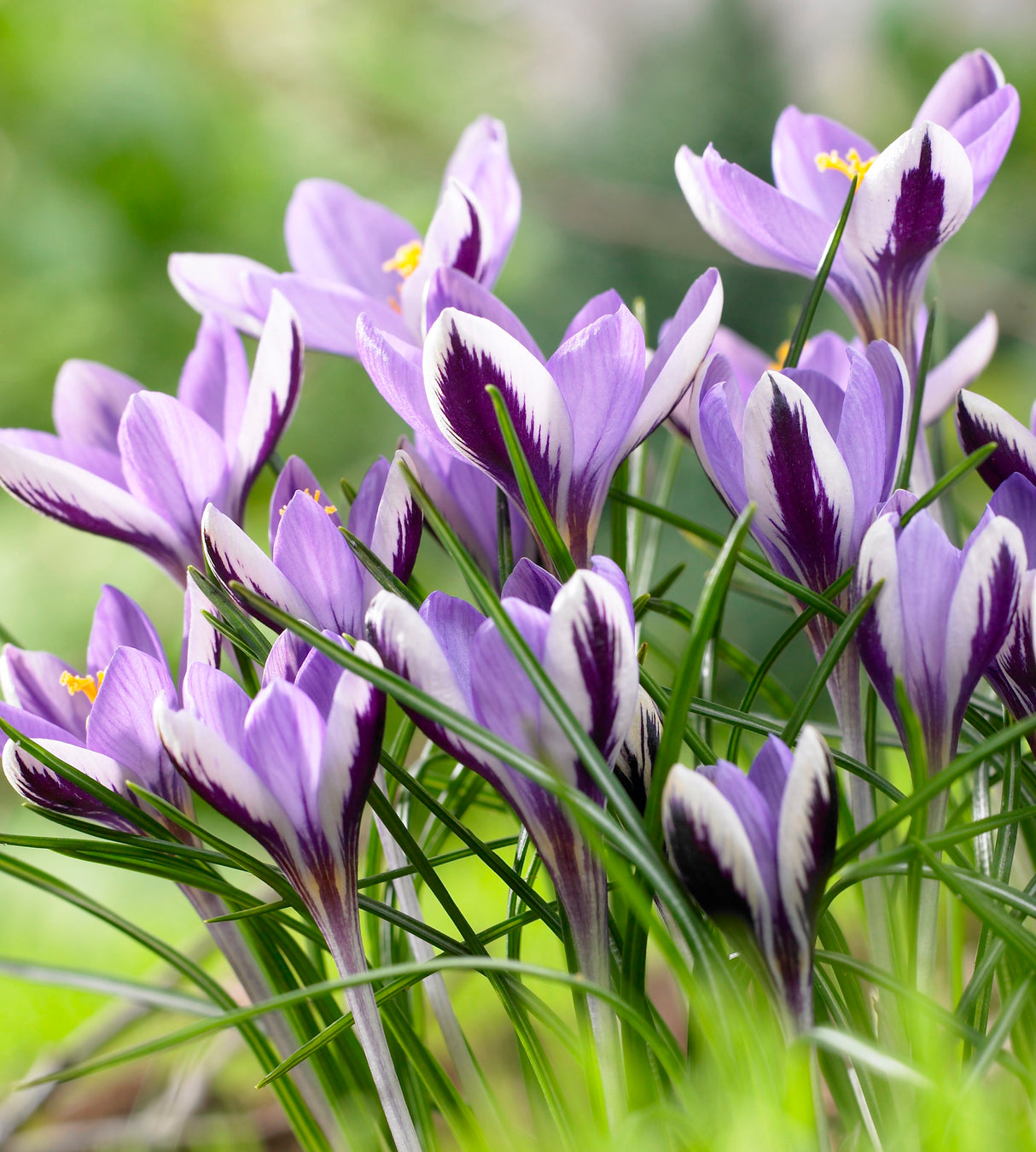 30 kpl Krookus 'Spring Beauty'