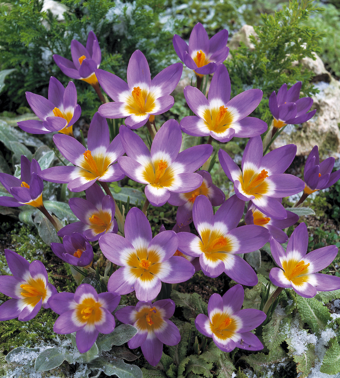 10 kpl Krookus ’Sublimis Tricolor’