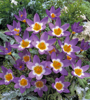 10 kpl Krookus ’Sublimis Tricolor’