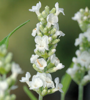 5 kpl Laventeli 'Ellagance Ice'