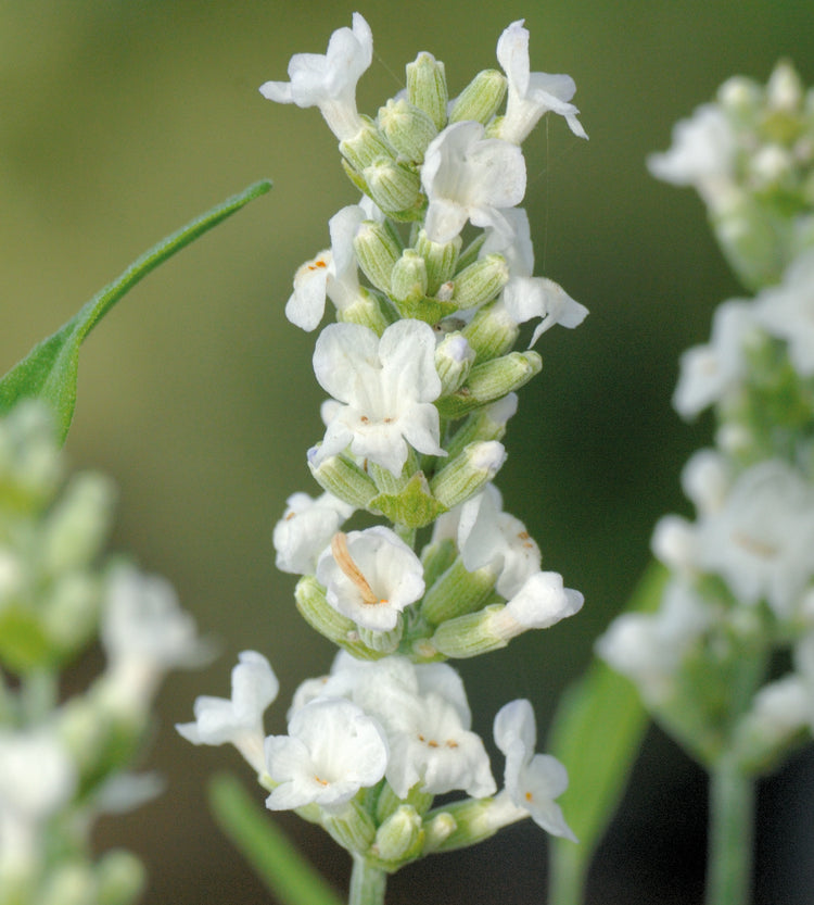 5 kpl Laventeli 'Ellagance Ice'
