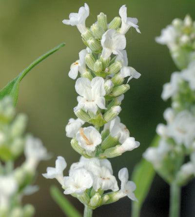 5 kpl Laventeli 'Ellagance Ice'