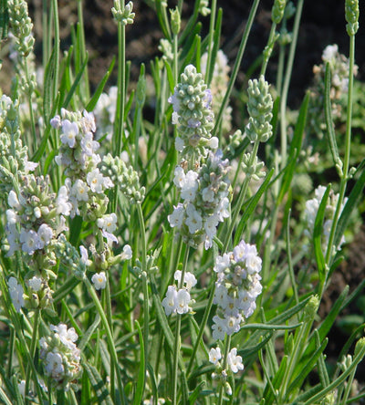 5 kpl Laventeli 'Ellagance Ice'