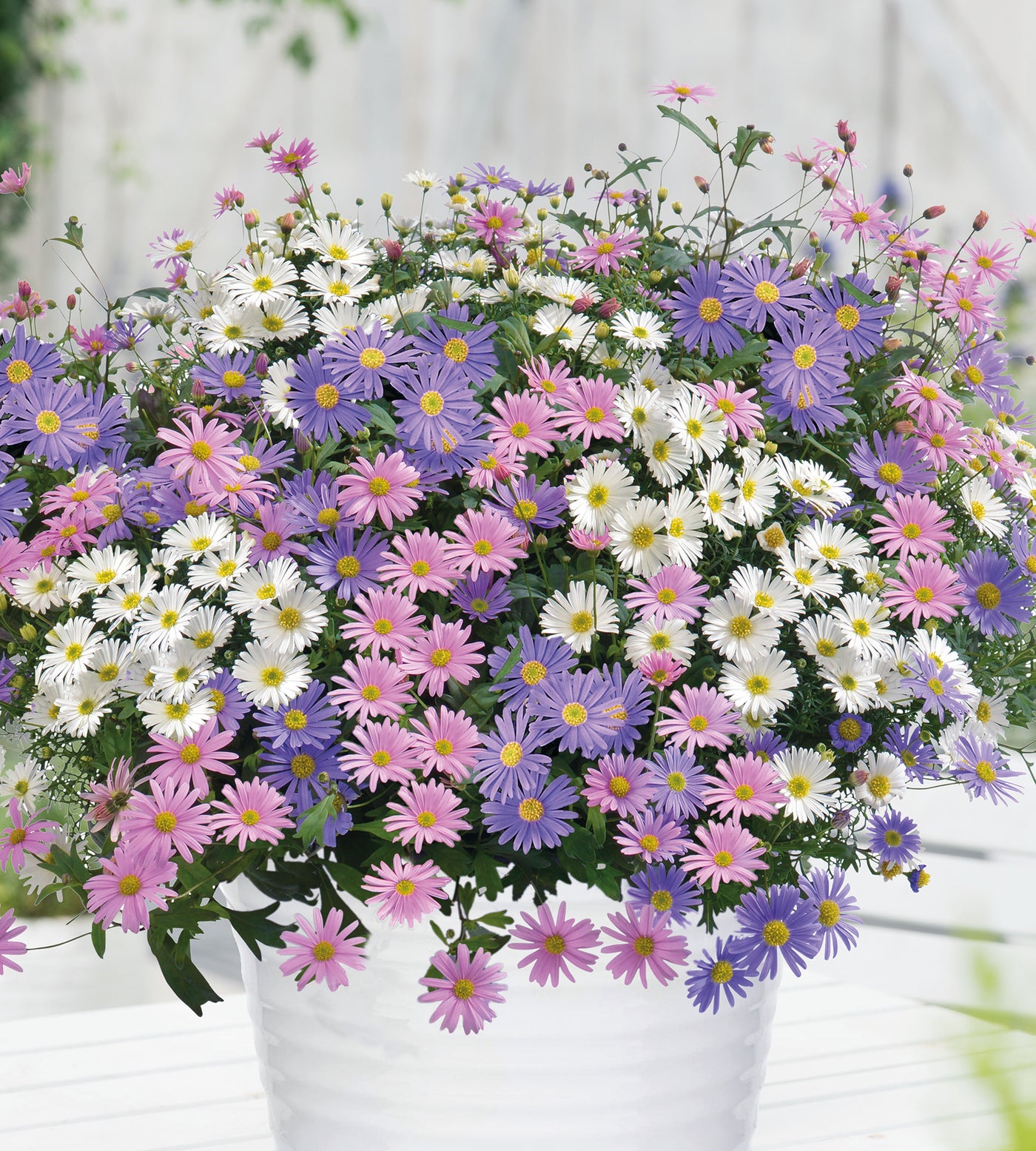 5 kpl Nukenkaulus mix