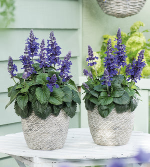 Salvia ’Mysty Blue’ 3 kpl