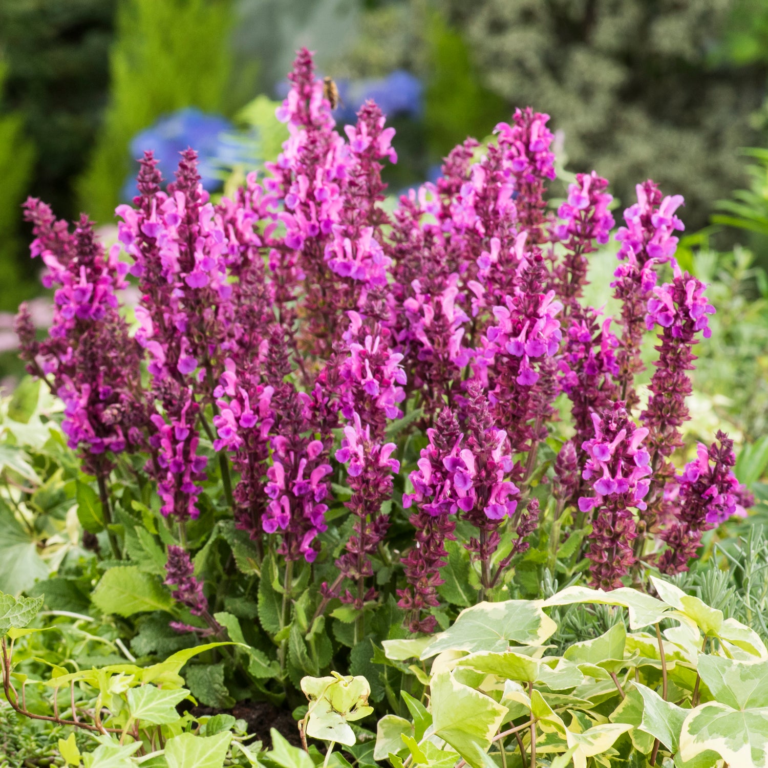 4 kpl Lehtosalvia ’Marvel Rose’