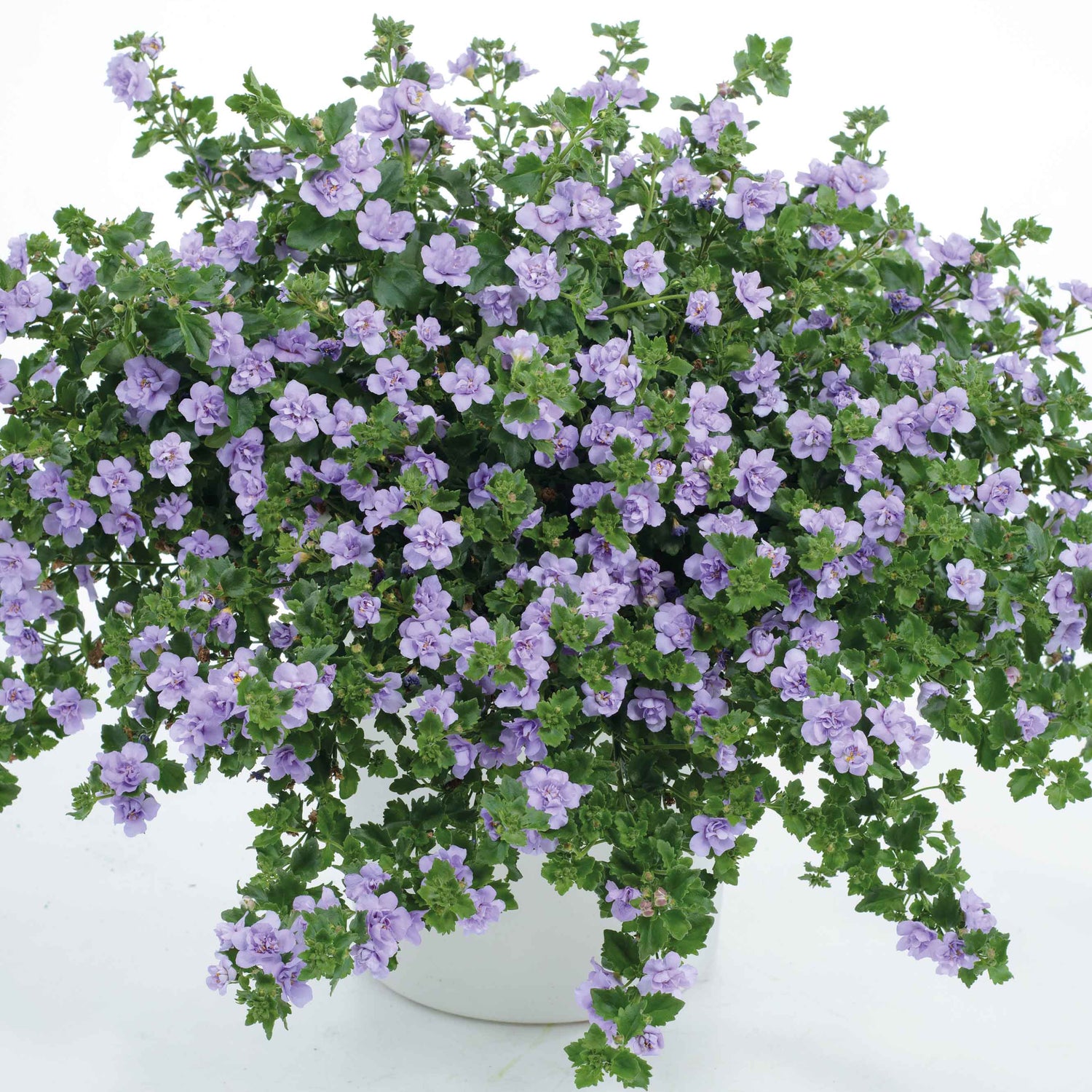 5 kpl Lumihiutale 'Double Lavender'