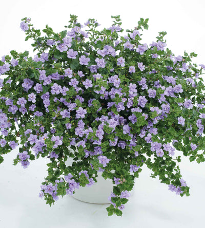 5 kpl Lumihiutale 'Double Lavender'