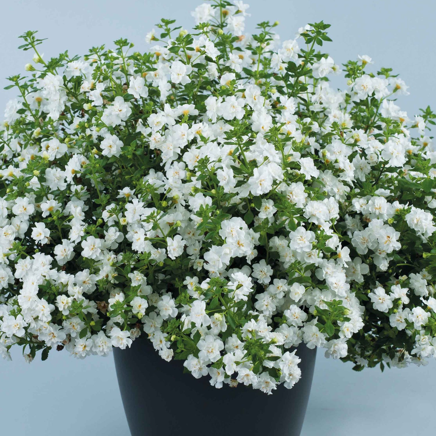 Lumihiutale 'Double Snowball' 5 kpl