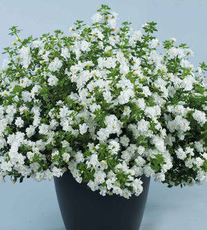 Lumihiutale 'Double Snowball' 5 kpl