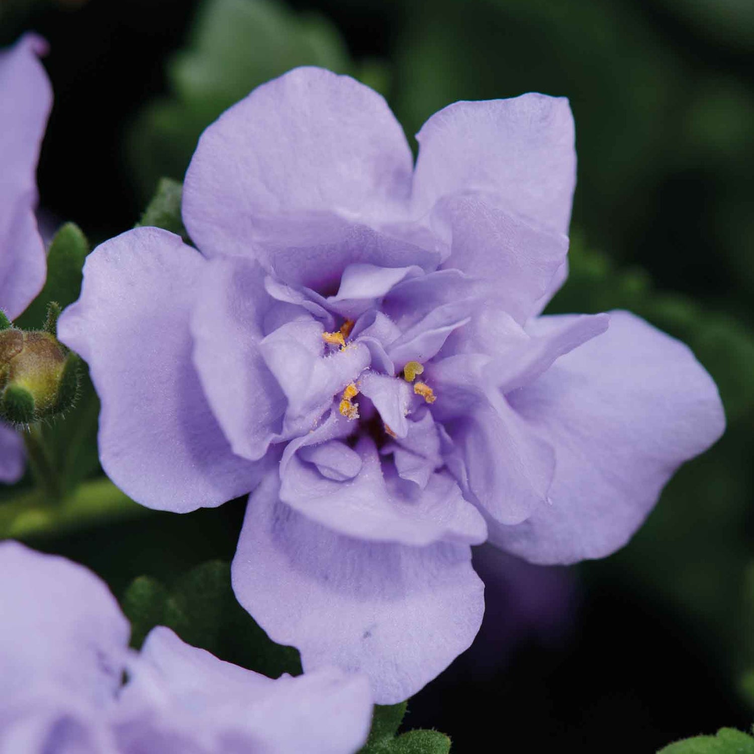 5 kpl Lumihiutale 'Double Lavender'