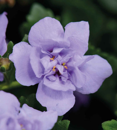 5 kpl Lumihiutale 'Double Lavender'