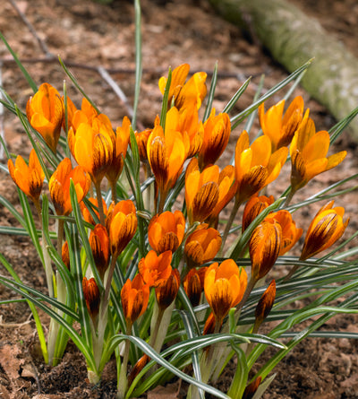 10 kpl Krookus ’Orange Monarch’