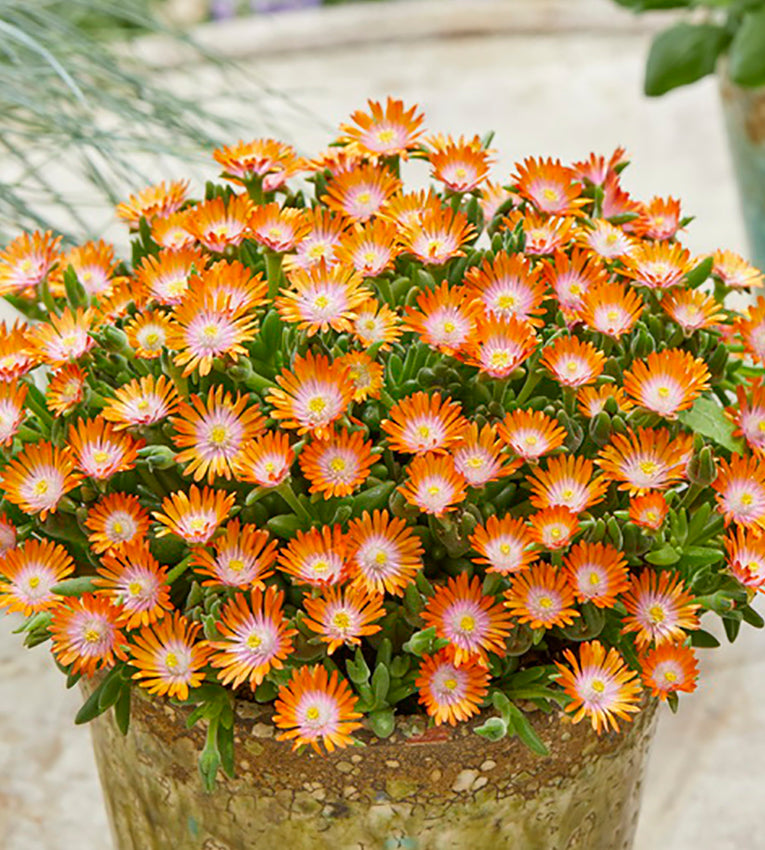 5 kpl Piikkipäivikki ’Ice Cream Orange’