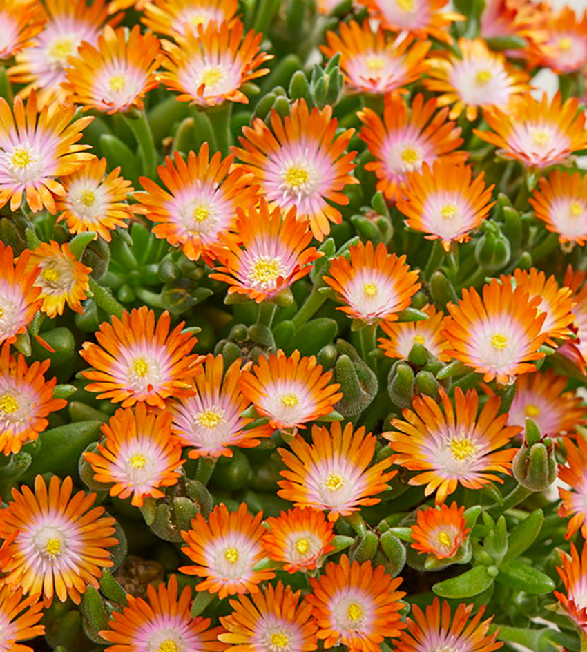 5 kpl Piikkipäivikki ’Ice Cream Orange’