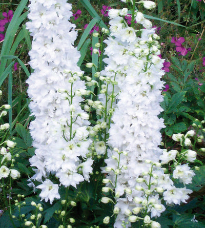 3 kpl Jaloritarinkannus 'White'