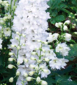 3 kpl Jaloritarinkannus 'White'