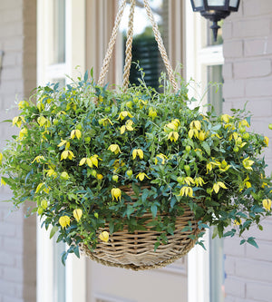 3 kpl Kärhö ’Little Lemons’