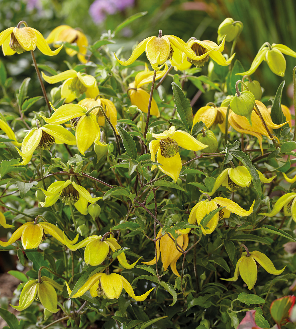 3 kpl Kärhö ’Little Lemons’