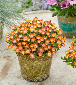 5 kpl Piikkipäivikki ’Ice Cream Orange’