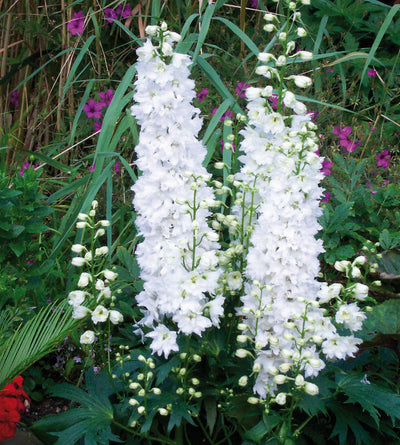 3 kpl Jaloritarinkannus 'White'