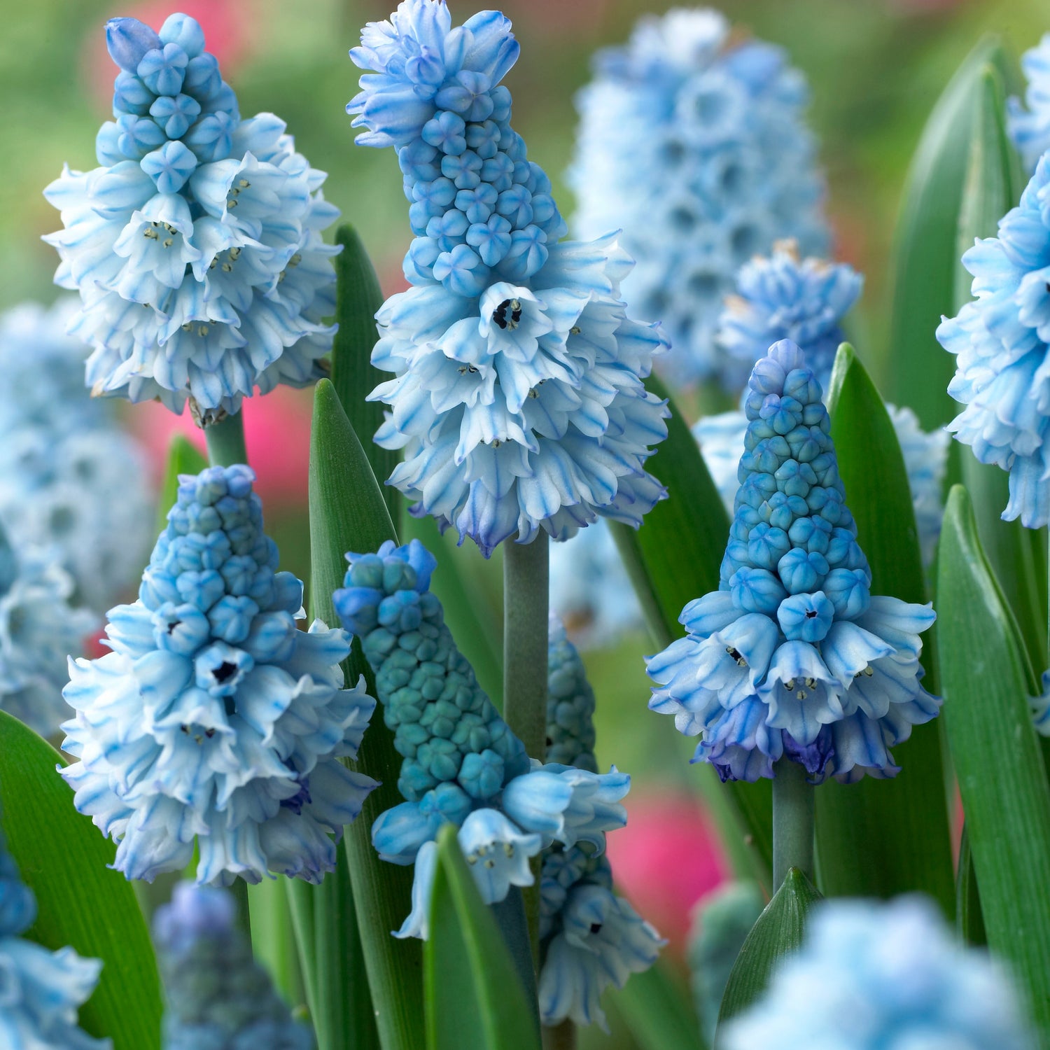 30 kpl Helmililja 'Azureum'