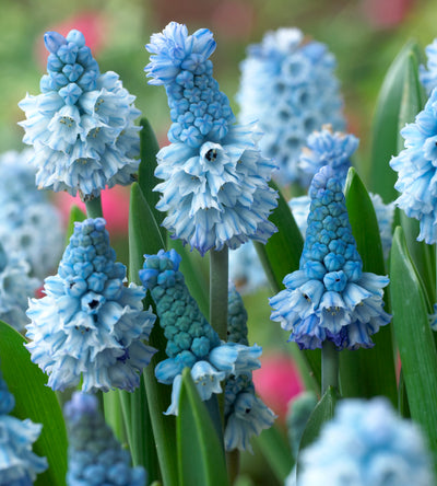 10 kpl Helmililja 'Azureum'